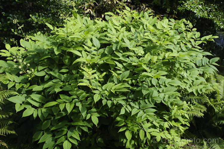 Elk. Clover or Spikenard (<i>Aralia californica</i>), a large-leaved summer-flowering herbaceous perennial native to Oregon and California. It grows to around 3m tall and it stems are thornless. Small purple-black fruits follow the greenish white flowerheads. Order: Apiales, Family: Araliaceae