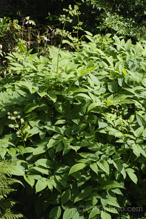 Elk. Clover or Spikenard (<i>Aralia californica</i>), a large-leaved summer-flowering herbaceous perennial native to Oregon and California. It grows to around 3m tall and it stems are thornless. Small purple-black fruits follow the greenish white flowerheads. Order: Apiales, Family: Araliaceae