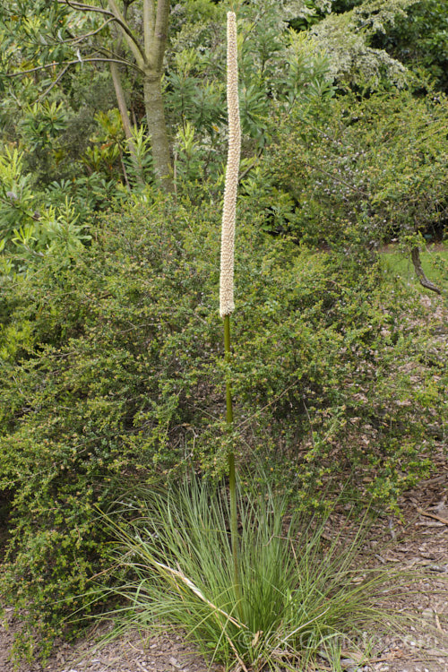 Yacca (<i>Xanthorrhoea semiplana subsp. tateana [syn. Xanthorrhoea tateana]), a low-growing species of Australian grass tree. The very upright stems are the flower spikes, which mature slowly over many months. This species has a very restricted natural distribution, being endemic to KangarooIsland and the Fleurieu. Peninsula of SouthAustralia. This species yields a resin that is used to produce varnish, though it has now largely been replaced by synthetics. xanthorrhoea-2095htm'>Xanthorrhoea.