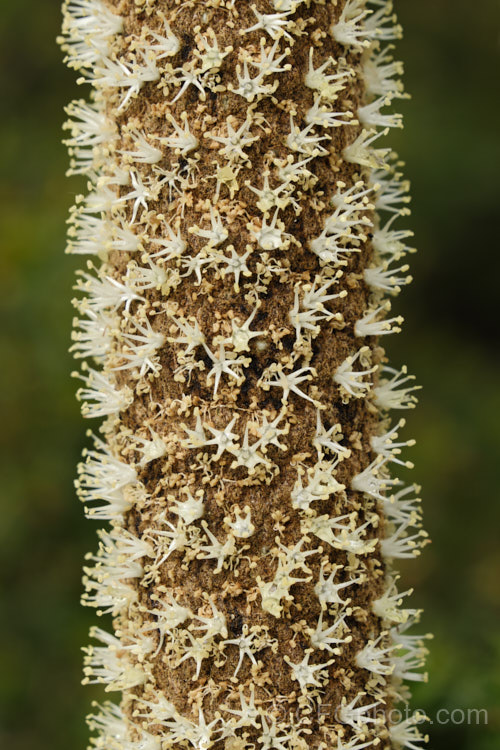 Yacca (<i>Xanthorrhoea semiplana subsp. tateana [syn. Xanthorrhoea tateana]), a low-growing species of Australian grass tree. The very upright stems are the flower spikes, which mature slowly over many months. This species has a very restricted natural distribution, being endemic to KangarooIsland and the Fleurieu. Peninsula of SouthAustralia. This species yields a resin that is used to produce varnish, though it has now largely been replaced by synthetics. xanthorrhoea-2095htm'>Xanthorrhoea.