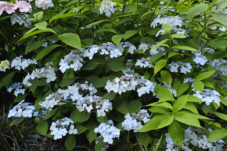 Hydrangea serrata 'Blue Deckle', a heavy-flowering cultivar of a compact hydrangea native to the mountains of Japan and Korea. It has lacecap style flowerheads, a from in which the fertile flowers surrounded by a few sterile bracts, the opposite of the mophead or hortensia style. hydrangea-2128htm'>Hydrangea. <a href='hydrangeaceae-plant-family-photoshtml'>Hydrangeaceae</a>.