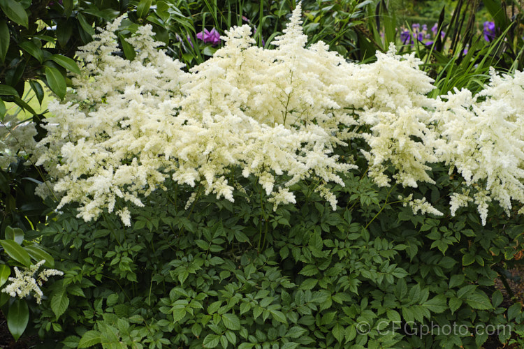 Astilbe x arendsii 'Weisse. Gloria' (syn 'White Gloria'), a hybrid astilbe raised by Georg. Arends of Ronsdorf, Germany in 1924. It flowers freely and grows to 60cm tall in flower. astilbe-2381htm'>Astilbe. <a href='saxifragaceae-plant-family-photoshtml'>Saxifragaceae</a>.