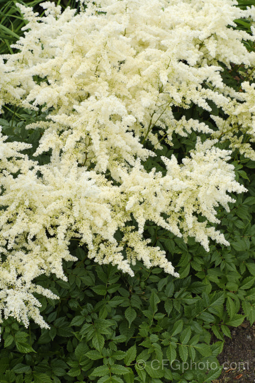 Astilbe x arendsii 'Weisse. Gloria' (syn 'White Gloria'), a hybrid astilbe raised by Georg. Arends of Ronsdorf, Germany in 1924. It flowers freely and grows to 60cm tall in flower. astilbe-2381htm'>Astilbe. <a href='saxifragaceae-plant-family-photoshtml'>Saxifragaceae</a>.