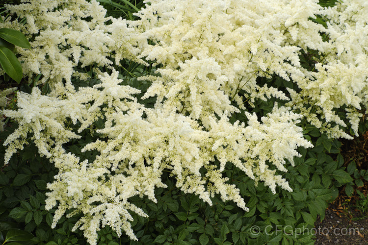 Astilbe x arendsii 'Weisse. Gloria' (syn 'White Gloria'), a hybrid astilbe raised by Georg. Arends of Ronsdorf, Germany in 1924. It flowers freely and grows to 60cm tall in flower. astilbe-2381htm'>Astilbe. <a href='saxifragaceae-plant-family-photoshtml'>Saxifragaceae</a>.