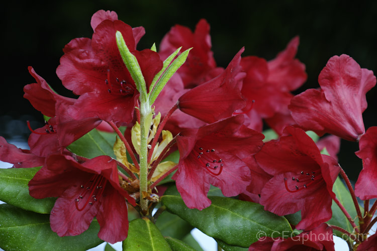 Rhododendron 'Impi' ('Moser's Maroon' x Rhododendron sanguineum</i>), a very late-blooming deep-red flowered hybrid It has a compact growth habit but can still reach 2m tall with great age