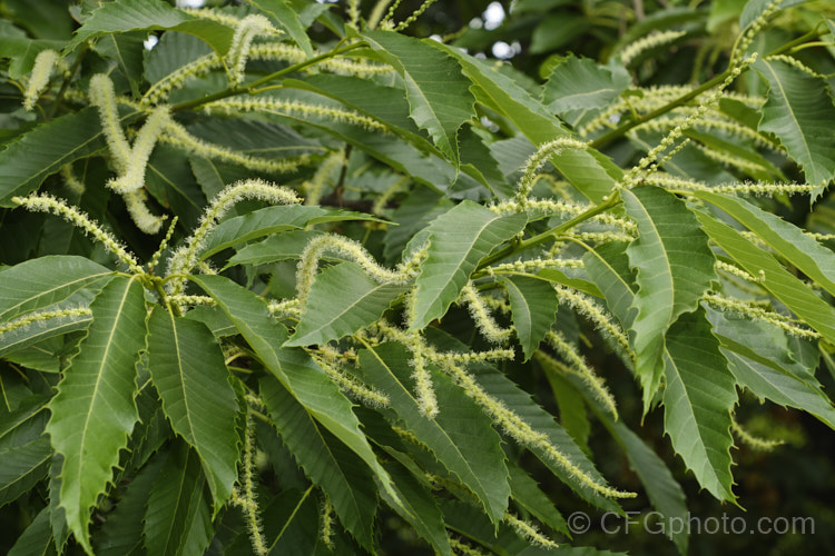 Edible Chestnut or Sweet Chestnut (<i>Castanea sativa</i>) with flower catkins. This 40m tall deciduous tree is native to southern Europe, North Africa and western Asia. It is widely cultivated, not only for its edible nuts, but for its attractive foliage and growth habit. castanea-2419htm'>Castanea. Order: Fagales, Family: Fagaceae