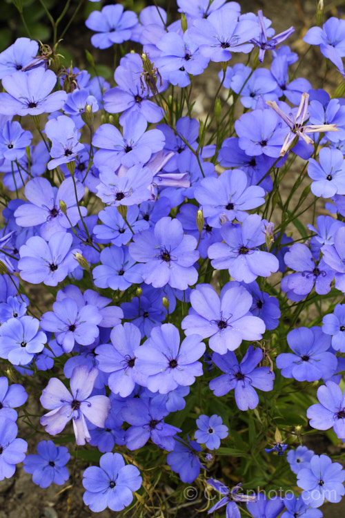 Blue-flowered rose of heaven (<i>Silene coeli-rosa [syn. Viscaria elegans] 'Blue Angel'), one of several cultivars of a 50cm high, summer-flowering Mediterranean annual. silene-2496htm'>Silene. Order: Caryophyllales, Family: Caryophyllaceae