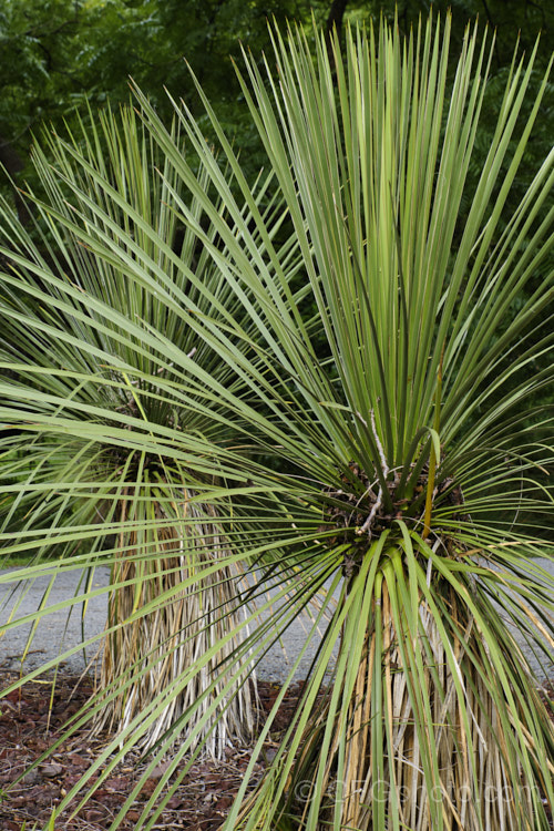 Navajo. Yucca (<i>Yucca baileyi var. navajoa [syn. Yucca navajoa]), a shrubby, spear-leaved perennial native to Arizona and New Mexico. Note how the fallen leaves from nearby tree have become trapped in the leave. Such small things can eventually add organic matter to the dry soils where the yucca grows.