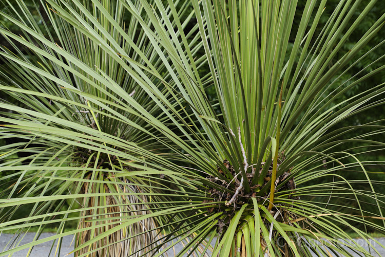 Navajo. Yucca (<i>Yucca baileyi var. navajoa [syn. Yucca navajoa]), a shrubby, spear-leaved perennial native to Arizona and New Mexico. Note how the fallen leaves from nearby tree have become trapped in the leave. Such small things can eventually add organic matter to the dry soils where the yucca grows.