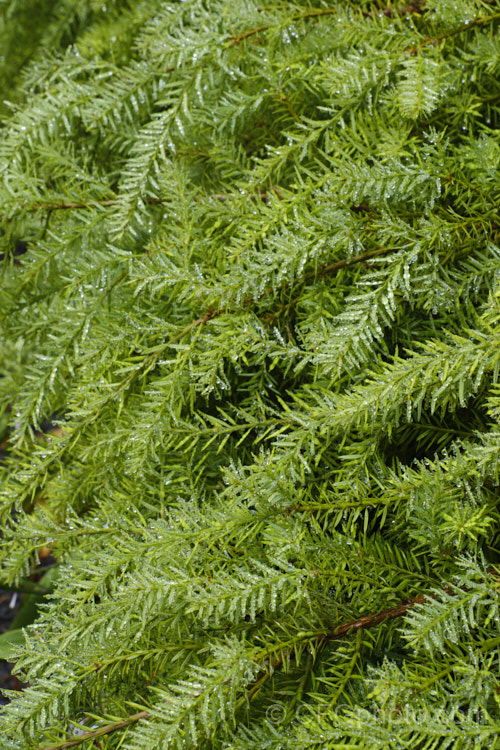 The foliage of Totara (<i>Podocarpus totara</i>) after fine, misty rain. This 30m tree is native to New Zealand, and yields an extremely durable and beautifully marked resinous timber. It is distinguished by its dense, broad crown, stout trunk and peeling bark. Order: Araucariales, Family: Podocarpaceae