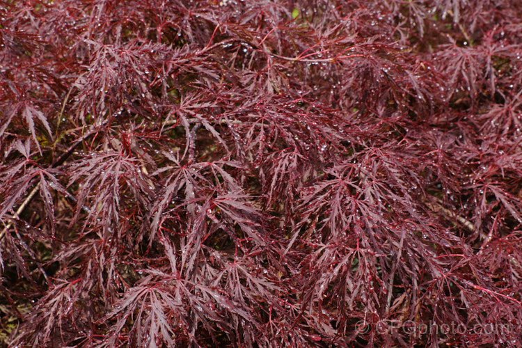 The dew-laden foliage of Filigree-leafed Purple Japanese Maple (<i>Acer palmatum</i> 'Dissectum Atropurpureum'), an attractive shrubby cultivar that is prone to windburn. Order: Sapindales, Family: Sapindaceae