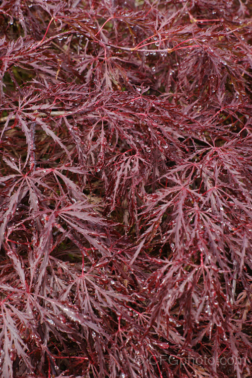 The dew-laden foliage of Filigree-leafed Purple Japanese Maple (<i>Acer palmatum</i> 'Dissectum Atropurpureum'), an attractive shrubby cultivar that is prone to windburn. Order: Sapindales, Family: Sapindaceae