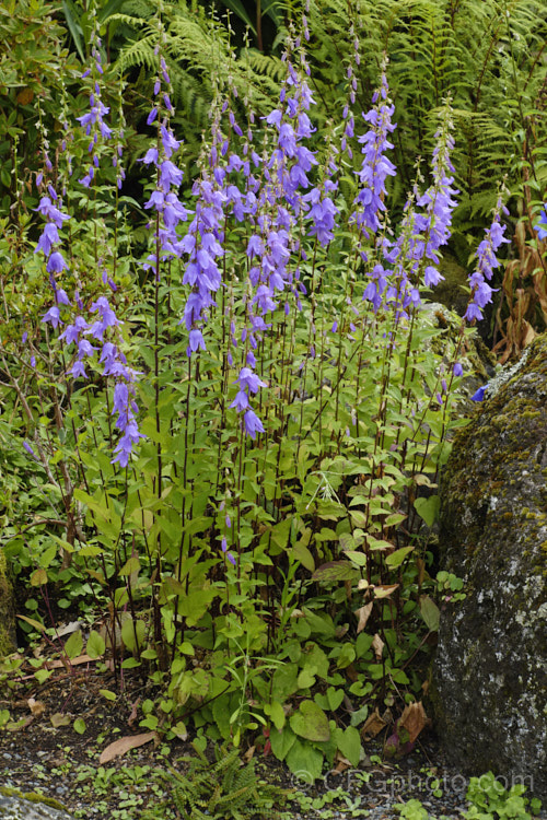 Campanula latifolia, a 1m high summer-flowering perennial found from Europe to Kashmir It forms dense clumps. Order: Asterales, Family: Campanulaceae