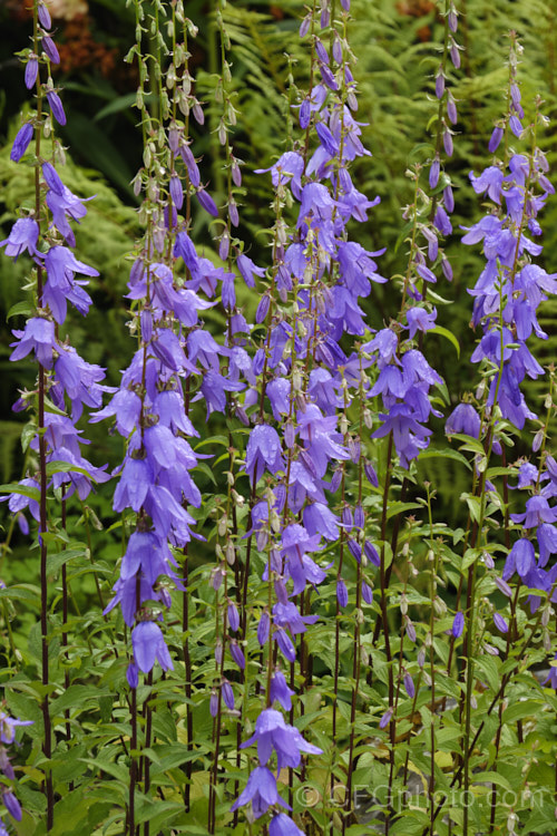 Campanula latifolia, a 1m high summer-flowering perennial found from Europe to Kashmir It forms dense clumps. Order: Asterales, Family: Campanulaceae