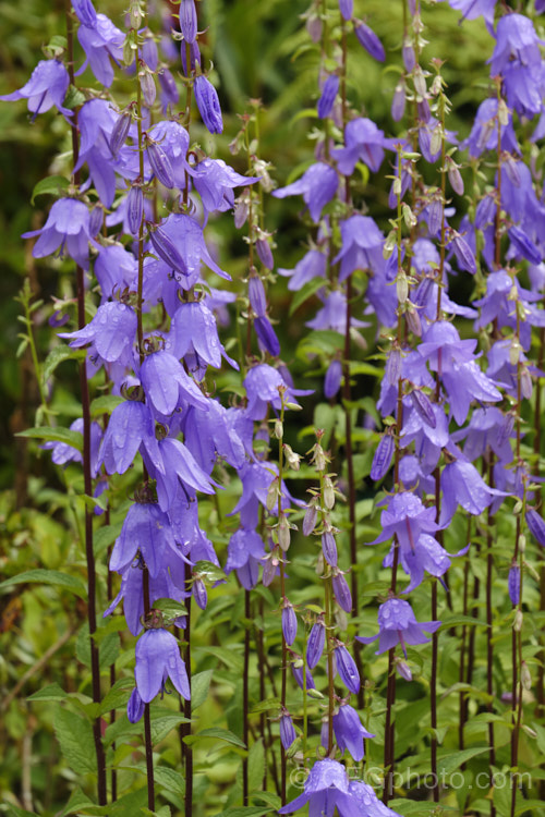 Campanula latifolia, a 1m high summer-flowering perennial found from Europe to Kashmir It forms dense clumps. Order: Asterales, Family: Campanulaceae