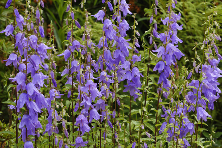 Campanula latifolia, a 1m high summer-flowering perennial found from Europe to Kashmir It forms dense clumps. Order: Asterales, Family: Campanulaceae