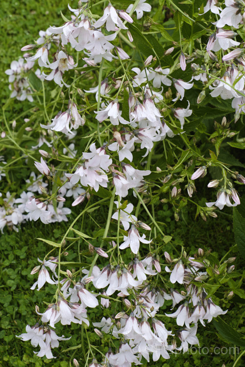 Campanula lactiflora 'Alba', a white-flowered form of a typically mauve-blue-flowered, 15m tall, summer-flowering perennial native to the Caucasus While the species forms a clump of erect stems that often bends over under the weight of bloom that they carry, 'Alba' tends to be less vigorous and while still generous with its blooms, they are less abundant. Order: Asterales, Family: Campanulaceae