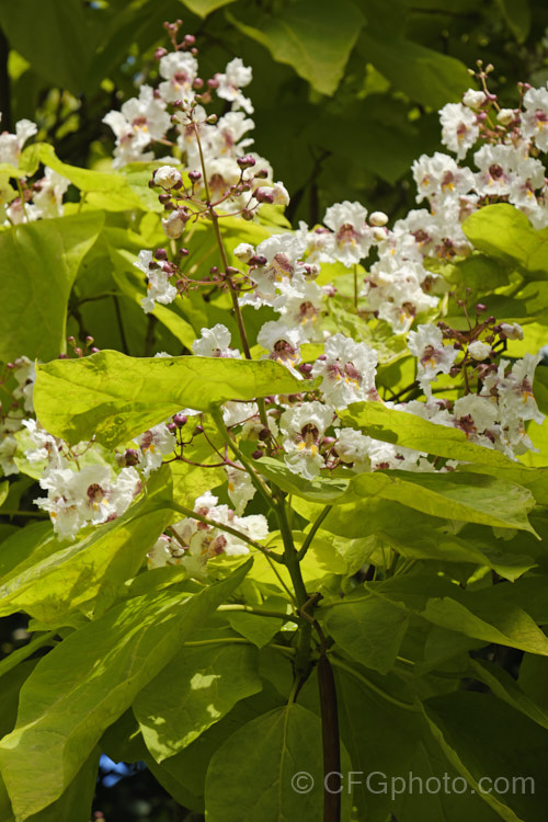 Golden Leaf Indian. Bean or Eastern Catalpa (<i>Catalpa bignonioides 'Aurea' [syn. Catalpa bignonioides forma aurea]), a yellow-leaved cultivar of a summer-flowering 15m tall deciduous tree native to the eastern United States that is widely regarded as being among the most spectacular of the large, hardy, deciduous flowering trees. Long, beanlike seedpods follow the flowers. catalpa-2420htm'>Catalpa. <a href='bignoniaceae-plant-family-photoshtml'>Bignoniaceae</a>.