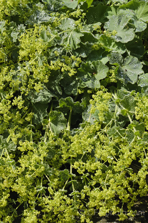 Lady's Mantle (<i>Alchemilla mollis</i>), a summer-flowering herbaceous perennial native to the eastern Carpathian. Mountains and the Caucasus It has a rather sprawling growth habit and, as shown here, it looks especially attractive after rain or heavy dew, when water droplets form silver beads on the finely downy foliage. alchemilla-2275htm'>Alchemilla.