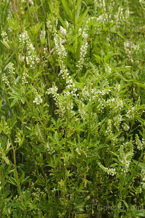 Sweet White Clover (<i>Melilotus albus</i>), a sprawling, wiry-stemmed, Eurasian shrub or subshrub that can grow to as much as 3m high and wide. Its flowers, which open in spring and summer, have a pleasant scent. It has become widely naturalised in the temperate zones and is often seen as a weed of waste ground, often in dry, stony, open areas. melilotus-3629htm'>Melilotus.