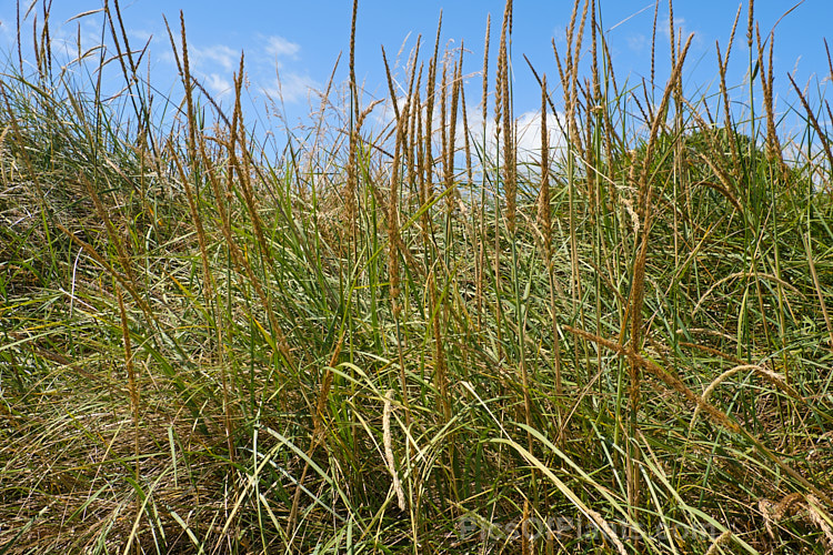 European Marram Grass or European Beach Grass (<i>Ammophila arenaria</i>), a coastal grass that builds and retains sand dunes due to the way it traps sand around the base of the foliage. Its native range is the coastal. North Atlantic but is has been widely introduced in many areas for dune stabilisation. However, its invasive tendencies have given it a bad reputation for displacing native grasses. Order: Poales, Family: Poaceae