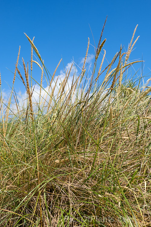 European Marram Grass or European Beach Grass (<i>Ammophila arenaria</i>), a coastal grass that builds and retains sand dunes due to the way it traps sand around the base of the foliage. Its native range is the coastal. North Atlantic but is has been widely introduced in many areas for dune stabilisation. However, its invasive tendencies have given it a bad reputation for displacing native grasses. Order: Poales, Family: Poaceae