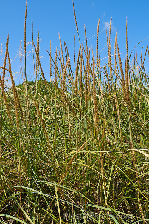 European Marram Grass or European Beach Grass (<i>Ammophila arenaria</i>), a coastal grass that builds and retains sand dunes due to the way it traps sand around the base of the foliage. Its native range is the coastal. North Atlantic but is has been widely introduced in many areas for dune stabilisation. However, its invasive tendencies have given it a bad reputation for displacing native grasses. Order: Poales, Family: Poaceae