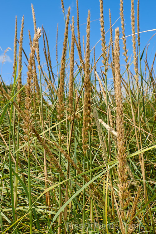 European Marram Grass or European Beach Grass (<i>Ammophila arenaria</i>), a coastal grass that builds and retains sand dunes due to the way it traps sand around the base of the foliage. Its native range is the coastal. North Atlantic but is has been widely introduced in many areas for dune stabilisation. However, its invasive tendencies have given it a bad reputation for displacing native grasses. Order: Poales, Family: Poaceae