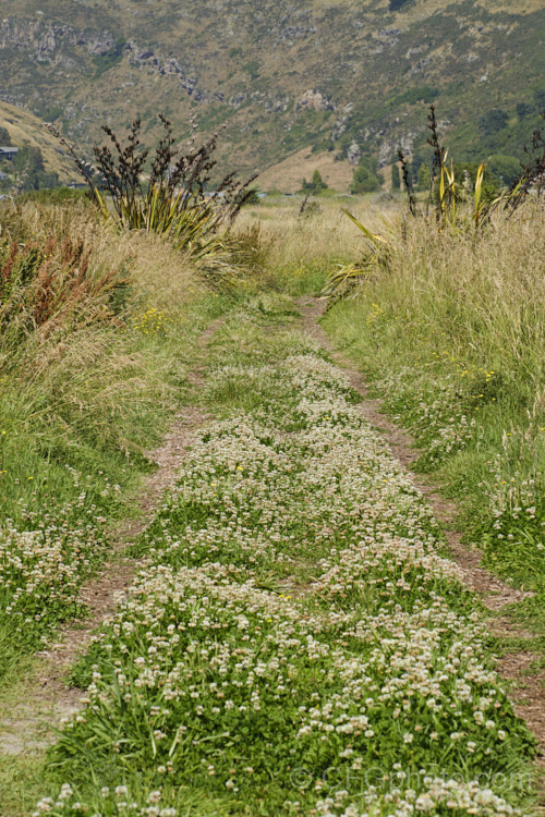 White Clover (<i>Trifolium repens</i>) growing on a coastal track, Christchurch, New Zealand This European species widely is grown in pastures as fodder, for its nitrogen fixing properties and for honey production. trifolium-3369htm'>Trifolium.