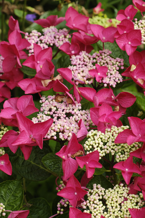 Hydrangea macrophylla 'Cherry Explosion', a striking red-flowered lacecap hybrid with a compact growth habit and compact flowerheads. It was bred by Mackay. Nursery. Company of . Wisconsin, USA hydrangea-2128htm'>Hydrangea. <a href='hydrangeaceae-plant-family-photoshtml'>Hydrangeaceae</a>.