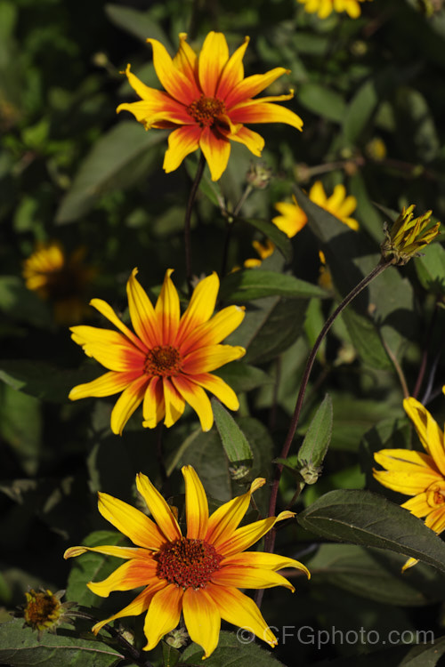 Heliopsis helianthoides 'Burning Hearts', a bicolor, bronze-foliaged cultivar of the Rough Oxeye or Oxeye Sunflower, a summer-flowering perennial daisy native to eastern and central North America, from Canada to New Mexico. It can grow to as much as 15m tall Order: Asterales, Family: Asteraceae