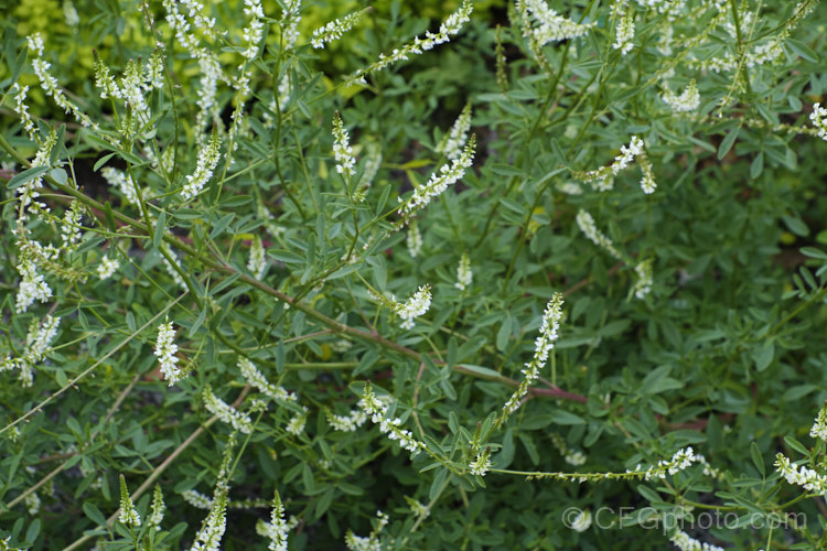 Sweet White Clover (<i>Melilotus albus</i>), a sprawling, wiry-stemmed, Eurasian shrub or subshrub that can grow to as much as 3m high and wide. Its flowers, which open in spring and summer, have a pleasant scent. It has become widely naturalised in the temperate zones and is often seen as a weed of waste ground, often in dry, stony, open areas. melilotus-3629htm'>Melilotus.