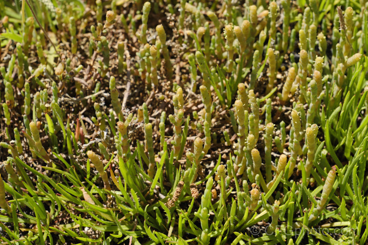 Beaded. Samphire or Beaded. Glasswort (<i>Sarcocornia quinqueflora [syn. Salicornia australis]), a carpeting coastal perennial or subshrub native to Australia and New Zealand It is notable for its ability to survive in salt-saturated soils. In sheltered places it can grow to 50cm tall but is usually kept much shorter by constant exposure to coastal winds. sarcocornia-3280htm'>Sarcocornia. Order: Caryophyllales, Family: Amaranthaceae