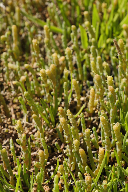 Beaded. Samphire or Beaded. Glasswort (<i>Sarcocornia quinqueflora [syn. Salicornia australis]), a carpeting coastal perennial or subshrub native to Australia and New Zealand It is notable for its ability to survive in salt-saturated soils. In sheltered places it can grow to 50cm tall but is usually kept much shorter by constant exposure to coastal winds. sarcocornia-3280htm'>Sarcocornia. Order: Caryophyllales, Family: Amaranthaceae