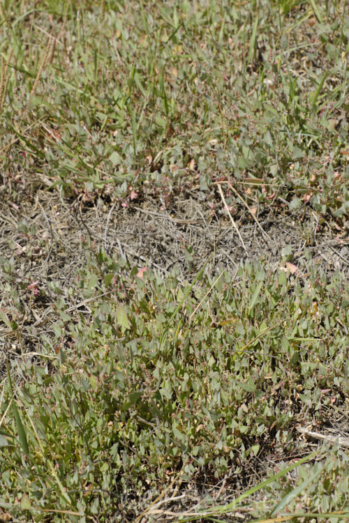 Orache (<i>Atriplex prostrata</i>), a coastal and estuarine perennial that is quite variable in appearance depending on its exposure to sun, wind and salt. In an exposed coastal position, it is often very low-growing, grey-green with a red tint to the stems and leaf margins. The clustered flowerheads also have a red tint Eurasian in origin, it is now widely naturalised. atriplex-3513htm'>Atriplex. Order: Caryophyllales, Family: Amaranthaceae