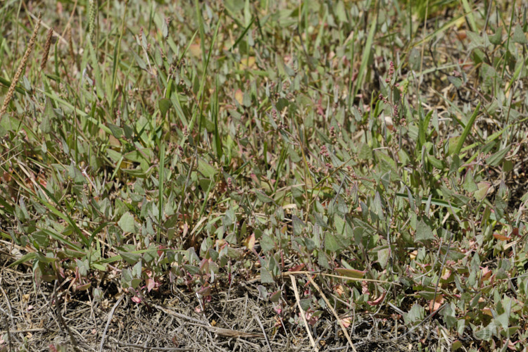 Orache (<i>Atriplex prostrata</i>), a coastal and estuarine perennial that is quite variable in appearance depending on its exposure to sun, wind and salt. In an exposed coastal position, it is often very low-growing, grey-green with a red tint to the stems and leaf margins. The clustered flowerheads also have a red tint Eurasian in origin, it is now widely naturalised. atriplex-3513htm'>Atriplex. Order: Caryophyllales, Family: Amaranthaceae