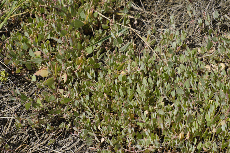 Orache (<i>Atriplex prostrata</i>), a coastal and estuarine perennial that is quite variable in appearance depending on its exposure to sun, wind and salt. In an exposed coastal position, it is often very low-growing, grey-green with a red tint to the stems and leaf margins. The clustered flowerheads also have a red tint Eurasian in origin, it is now widely naturalised. atriplex-3513htm'>Atriplex. Order: Caryophyllales, Family: Amaranthaceae