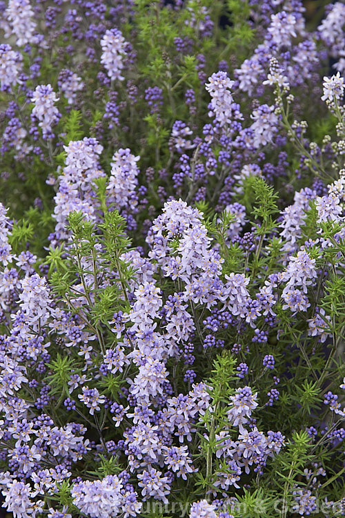 Bitter Bush (<i>Selago canescens</i>), a woody, evergreen, winter- to spring-flowering subshrub or shrub native to the Fynbos region of South Africa. It grows to around 1m x 15m wide high and wide and is often smothered in bloom. selago-3302htm'>Selago. <a href='scrophulariaceae-plant-family-photoshtml'>Scrophulariaceae</a>.