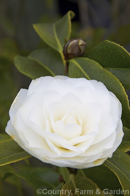 <i>Camellia</i> ''Mary Alice Cox', a <i>Camellia japonica</i> cultivar introduced in 1966. Mature plants can have large blooms. Order: Ericales, Family: Theaceae