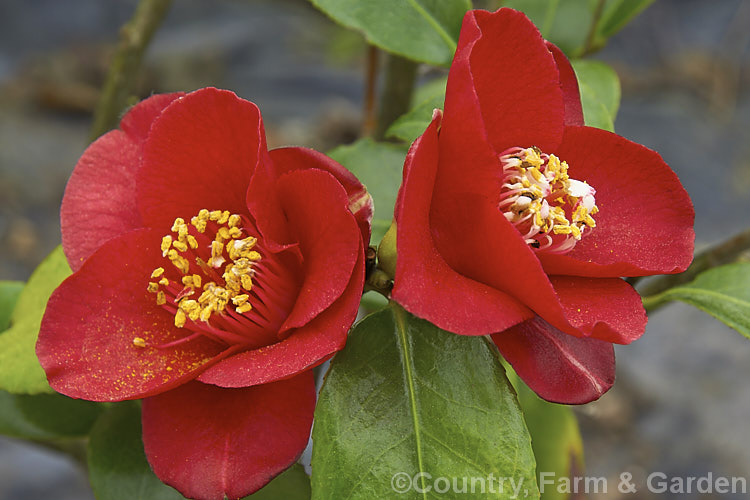 <i>Camellia</i> 'Little Red Riding Hood', a Miniature <i>Camellia japonica</i> cultivar introduced in 1965. Order: Ericales, Family: Theaceae