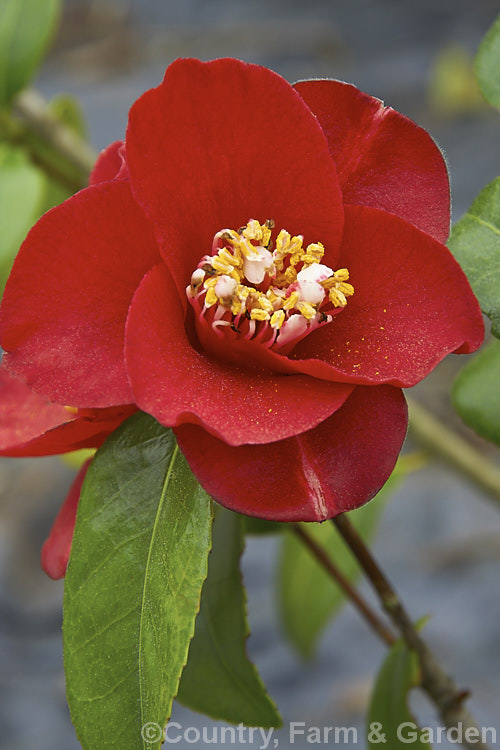 <i>Camellia</i> 'Little Red Riding Hood', a Miniature <i>Camellia japonica</i> cultivar introduced in 1965. Order: Ericales, Family: Theaceae