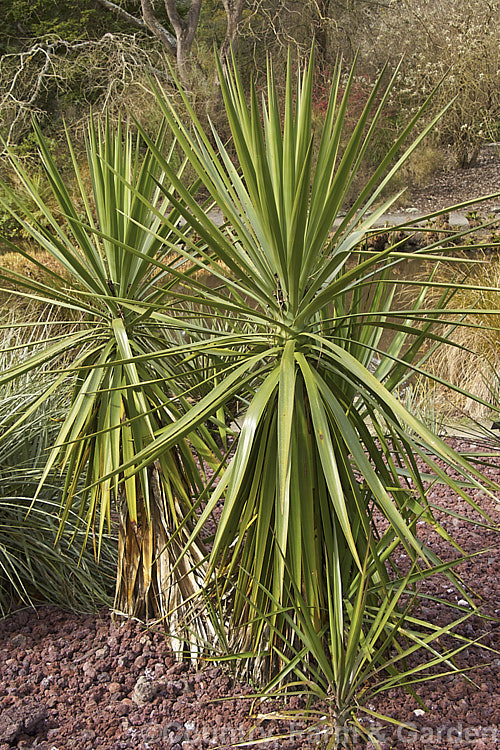 Spanish Bayonet or Dagger Plant (<i>Yucca aloifolia</i>), an evergreen, tree-like perennial native to the southeastern United States and the West Indies. It is capable of growing to 8m tall and its 30-50cm long, sward-shaped leaves are spine-tipped. Large inflorescences of small, purple-tinted cream flowers open mainly in winter.