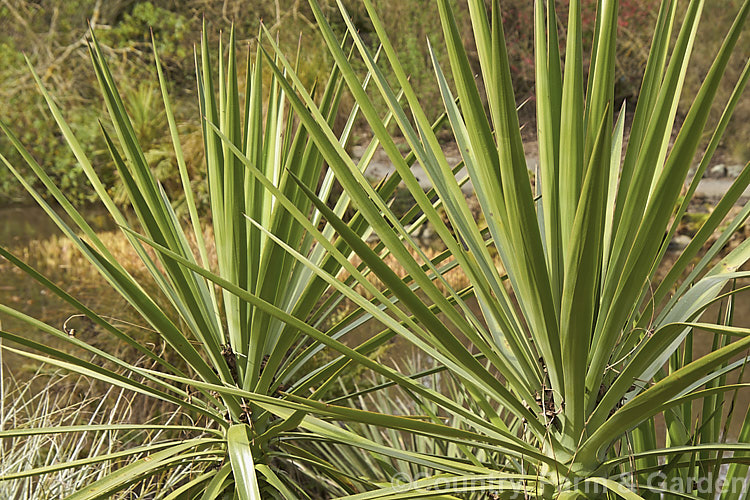 Spanish Bayonet or Dagger Plant (<i>Yucca aloifolia</i>), an evergreen, tree-like perennial native to the southeastern United States and the West Indies. It is capable of growing to 8m tall and its 30-50cm long, sward-shaped leaves are spine-tipped. Large inflorescences of small, purple-tinted cream flowers open mainly in winter.