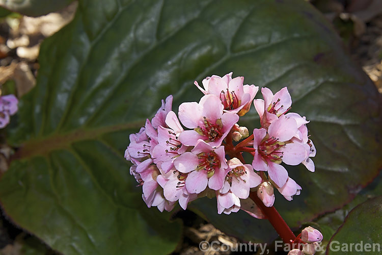 Bergenia ciliata, a near-evergreen spring-flowering perennial found from Afghanistan to southeastern Tibet at 1800-4300m altitude. It differs from the commonly cultivated. Bergenia cordifolia in its bristly-haired leaves and lesser hardiness. bergenia-2281htm'>Bergenia. <a href='saxifragaceae-plant-family-photoshtml'>Saxifragaceae</a>.