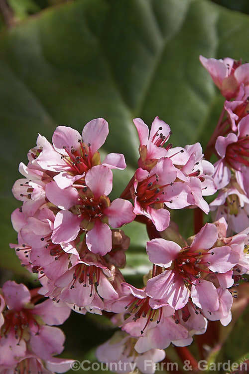 Bergenia ciliata, a near-evergreen spring-flowering perennial found from Afghanistan to southeastern Tibet at 1800-4300m altitude. It differs from the commonly cultivated. Bergenia cordifolia in its bristly-haired leaves and lesser hardiness. bergenia-2281htm'>Bergenia. <a href='saxifragaceae-plant-family-photoshtml'>Saxifragaceae</a>.