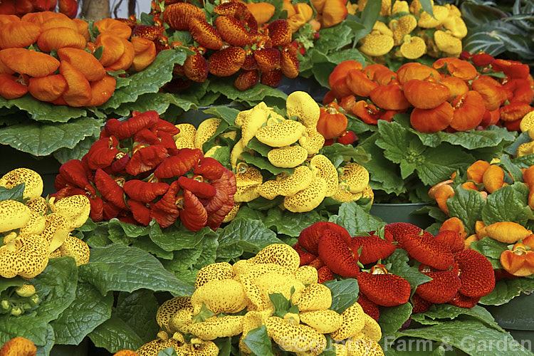 Herbeohybrida Calceolaria: these hybrids (<i>Calceolaria crenatiflora x C corymbosa x C cana</i>) are usually used as winter greenhouse plants or summer bedders.