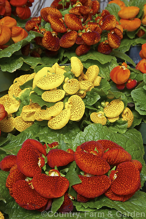 Herbeohybrida Calceolaria: these hybrids (<i>Calceolaria crenatiflora x C corymbosa x C cana</i>) are usually used as winter greenhouse plants or summer bedders.