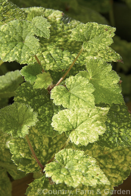 Tolmiea menziesii 'Taff's Gold', a yellow-variegated cultivar of the Piggyback or Pickaback Plant, a soft-leafed evergreen perennial native to western North America as far north as coastal. Alaska. Though it can withstand considerable frost, it is often grown as a house plant and is known as the Piggyback Plant because of the way small plantlets develop at the leaf ends of the petioles, as shown here. Order: Saxifragales, Family: Saxifragaceae