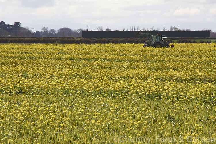 Rapeseed or Canola (<i>Brassica napus</i>) in flower in spring. Rapeseed is cultivated as a winter cover crop and fodder plant but is now grown mainly for its edible seed oils. Brassica napus is similar to some cultivars of Brassica rapa but can most easily be distinguished by its spring to early summer-flowering habit, while. Brassica rapa is mainly summer flowering. Order: Brassicales, Family: Brassicaceae