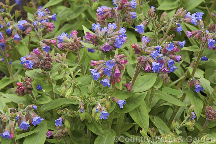 Pulmonaria montana, this form of the spring-flowering perennial native to central and southeastern Europe has blue and/or pink flowers and was formerly known as Pulmonaria mollis. pulmonaria-2766htm'>Pulmonaria.